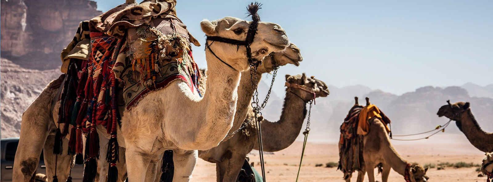 kamelen bij drinkbak in wadi rum